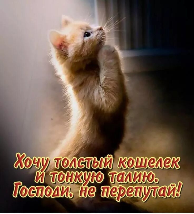Нет прощения. Простите меня пожалуйста картинки. Простите меня кот. Прошу прощения. Открытки для примирения с любимым.
