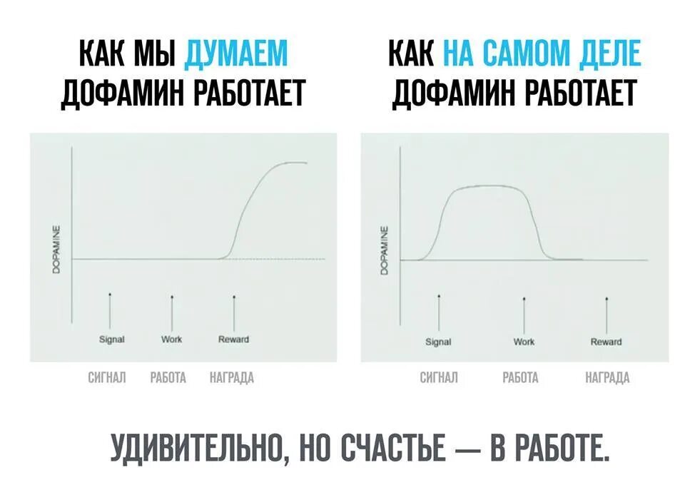 Песня если это чувства выброс эндорфина. Графики уровней дофамина. График выброса дофамина. График повышения уровня дофамина. Схема работы дофамина.