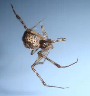 Home spider