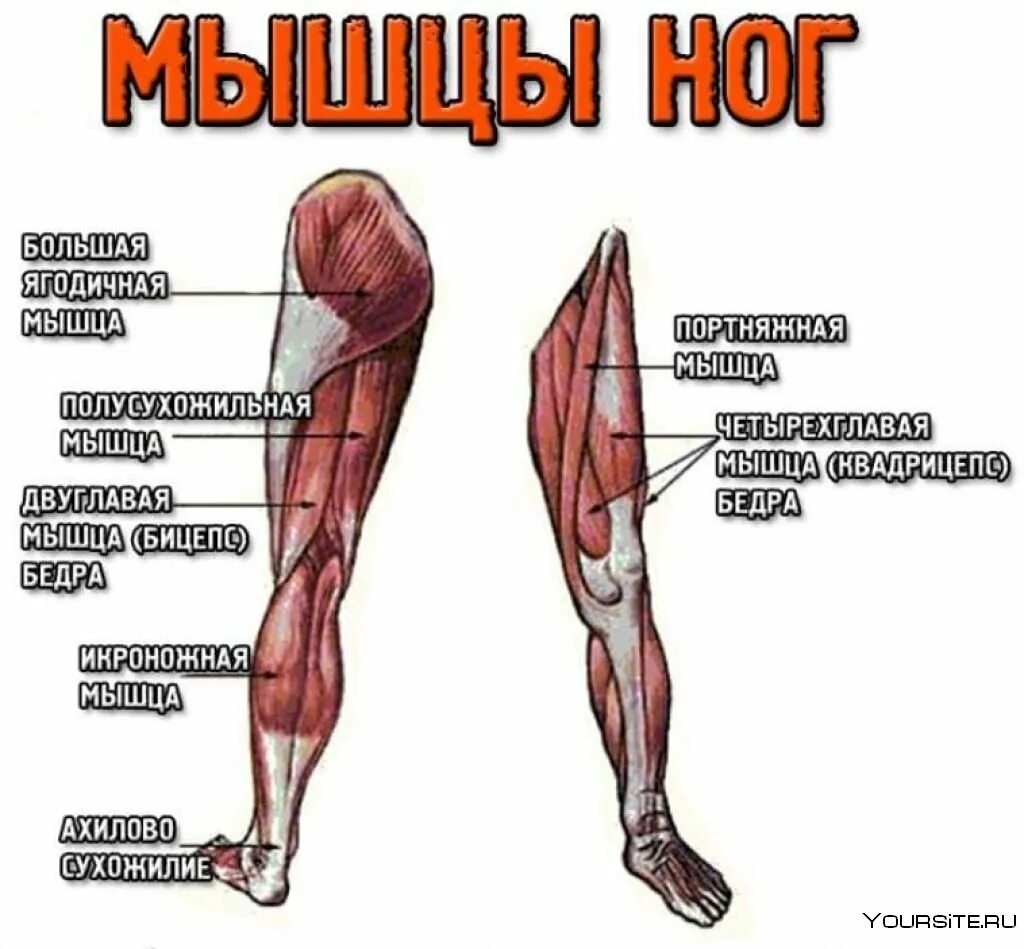Сильно тянут ноги. Строение мышц ноги спереди. Строение мышц на ноге спереди человека. Четырехглавая мышца бедра анатомия.