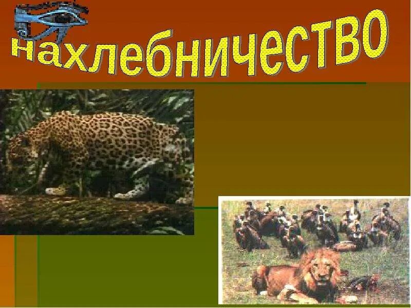 Тип взаимоотношений нахлебничество. Нахлебничество тип взаимоотношений. нахлебничество в биологии. примеры нахлебничества в природе. нахлебничество тип взаимоотношений примеры.