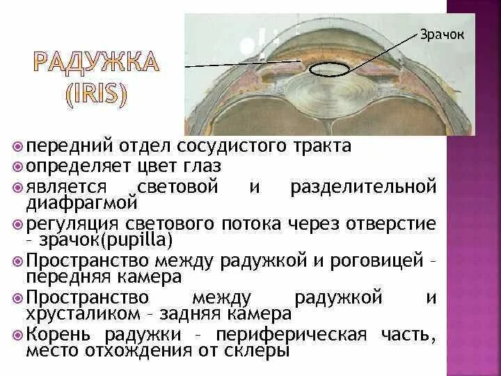 Особенность строения радужки какую функцию она выполняет. Передний отдел. Пространство между роговицей и радужкой структура. Передний отдел глаза. Переднего отдела Радужки.