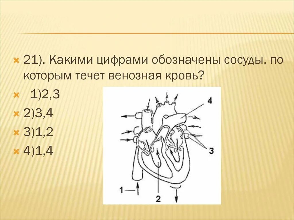 На рисунке изображено строение сердца