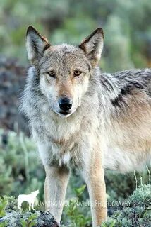 Stand wolf