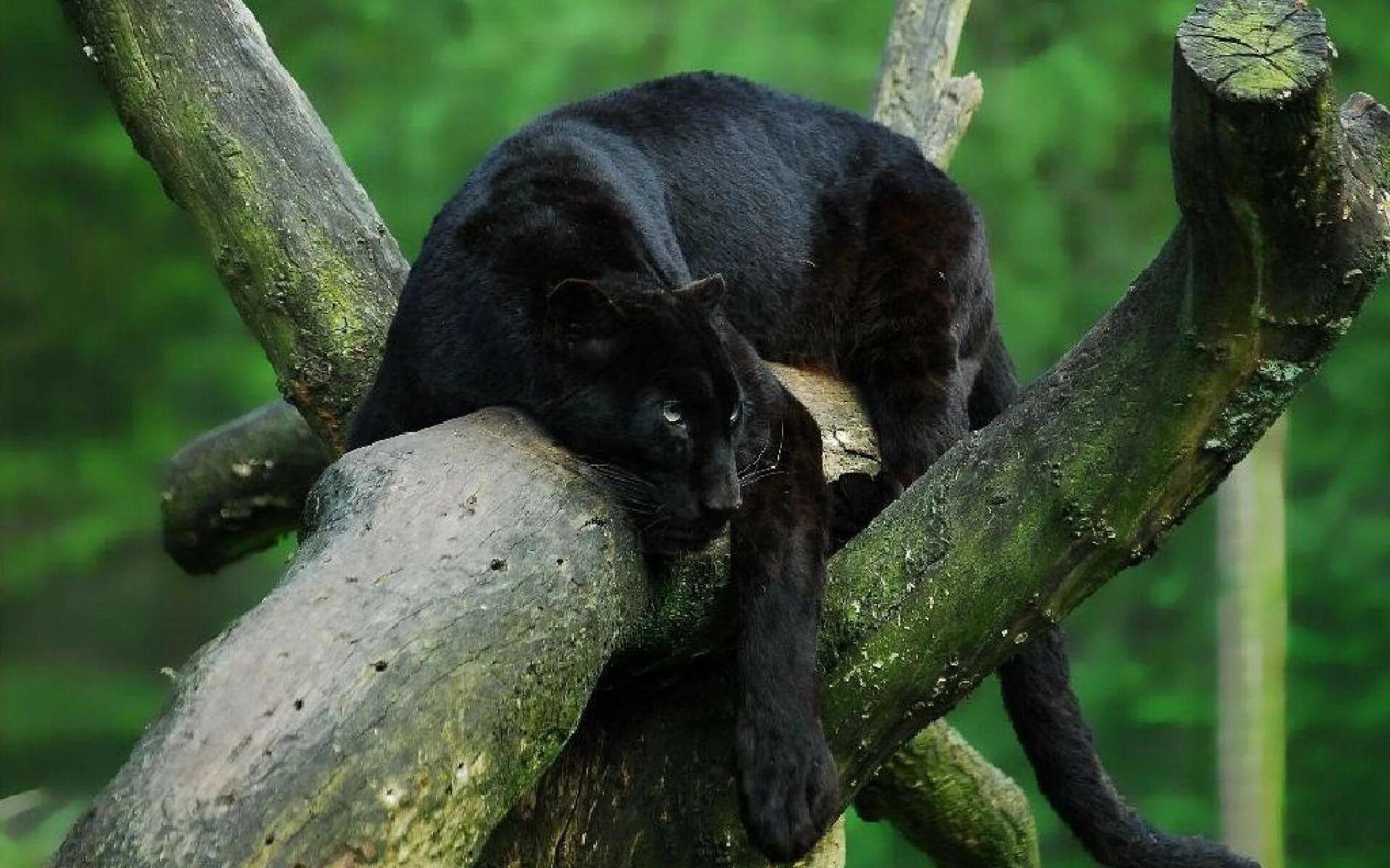 Отелло дикая кошка. Пантера меланист. "Горная пантера" (Бергепантер). Леопард меланист. Пума черная.