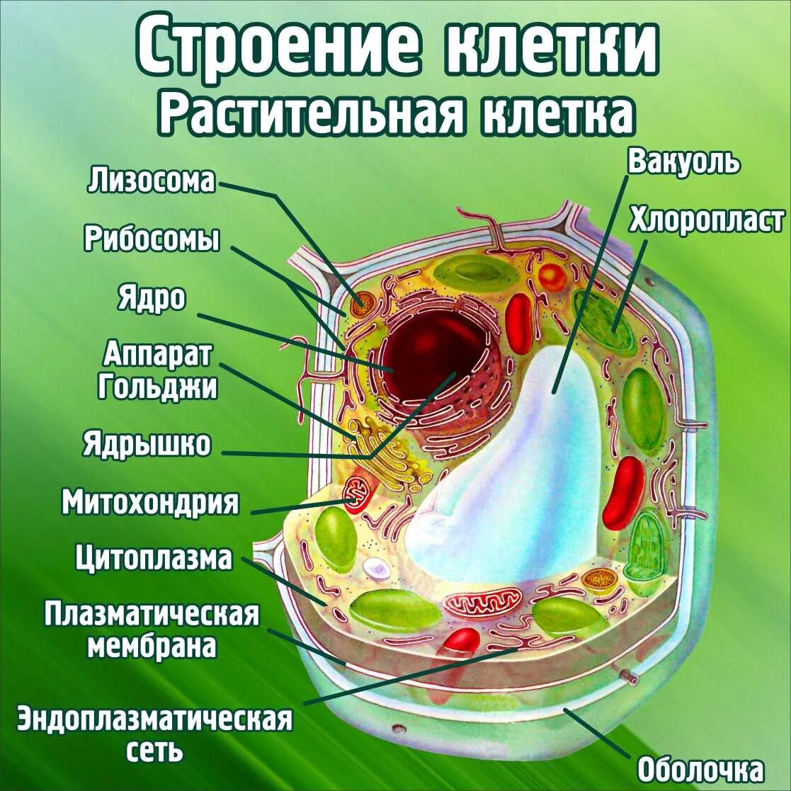 Как выглядит растительная клетка. Строение клетки. растительная клетка. рарастительная клетка. строение растительной клетки.