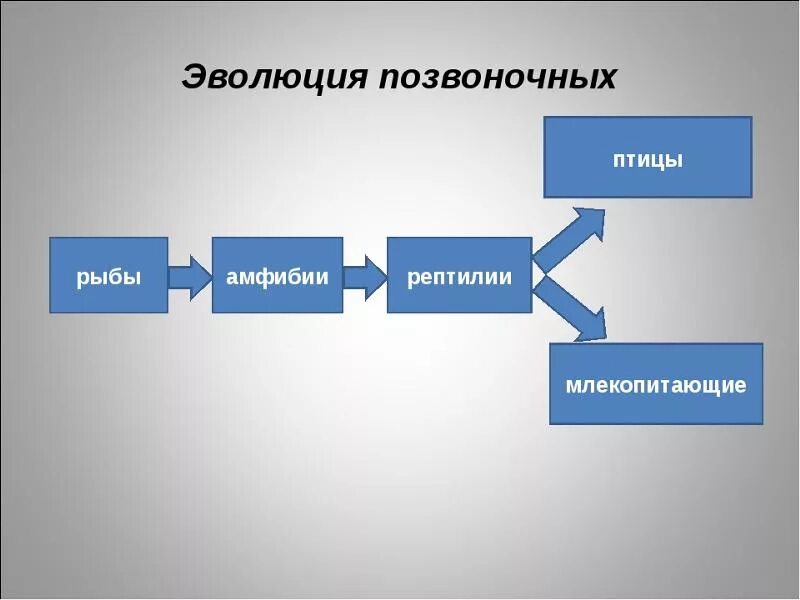 Установите последовательность отражающую этапы эволюции. Эволюция позвоночных животных. Этапы эволюции позвоночных. Последовательность этапов эволюции позвоночных животных. Этапы эволюции позвоночных животных схема.