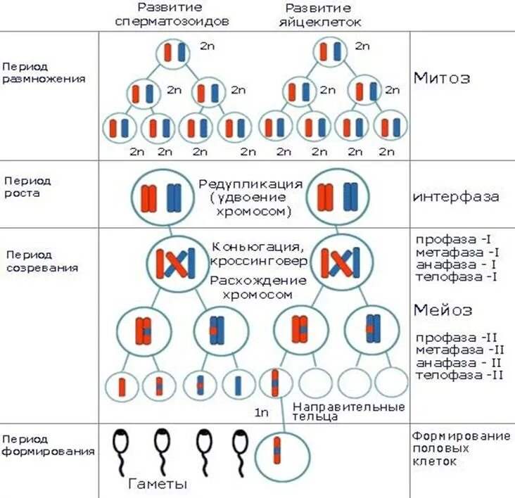 Стадии мейоза с набором хромосом. Схема мейоза и гаметогенеза. Набор хромосом при мейозе 1. Митоз набор хромосом. Развитие мужских гамет