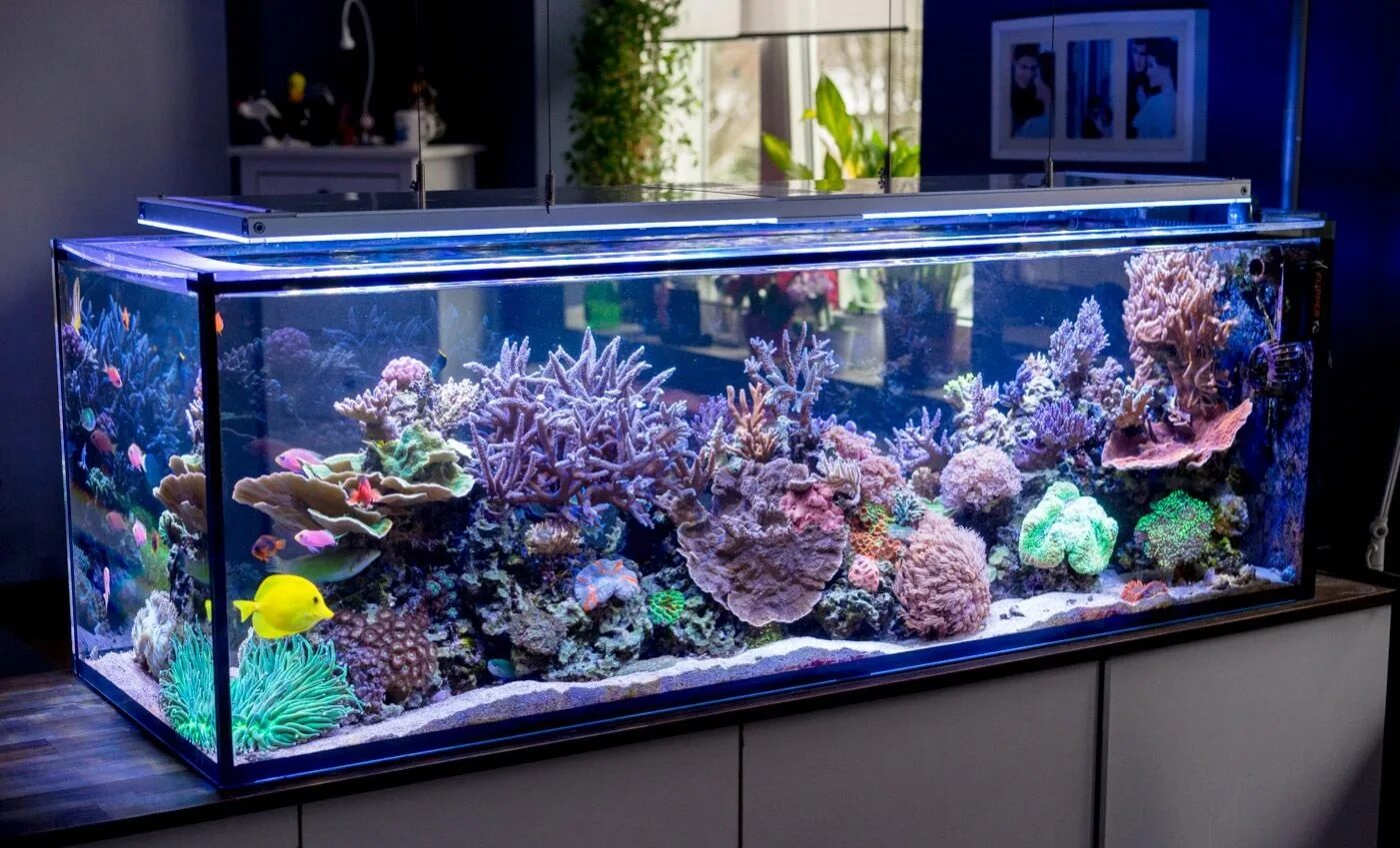 Аквариум aquarium. Красивые аквариумы. Рыбки для аквариума. Большие морские аквариумы. Красивые рыбки для аквариума.