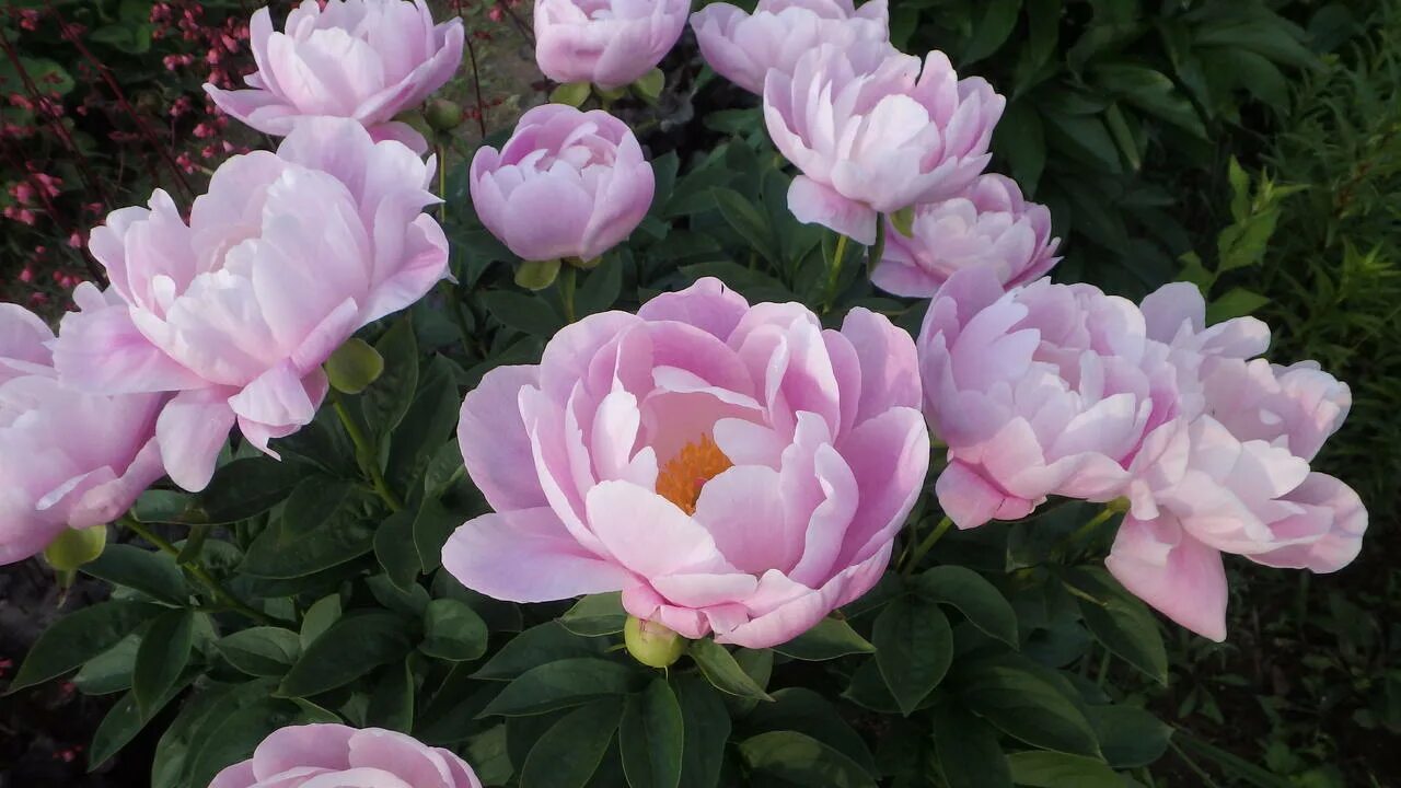 Вайт грейс. Вайт грейс. Пион charlies white. Пион вайт грейс. Пион уайт грейс paeonia white grace.