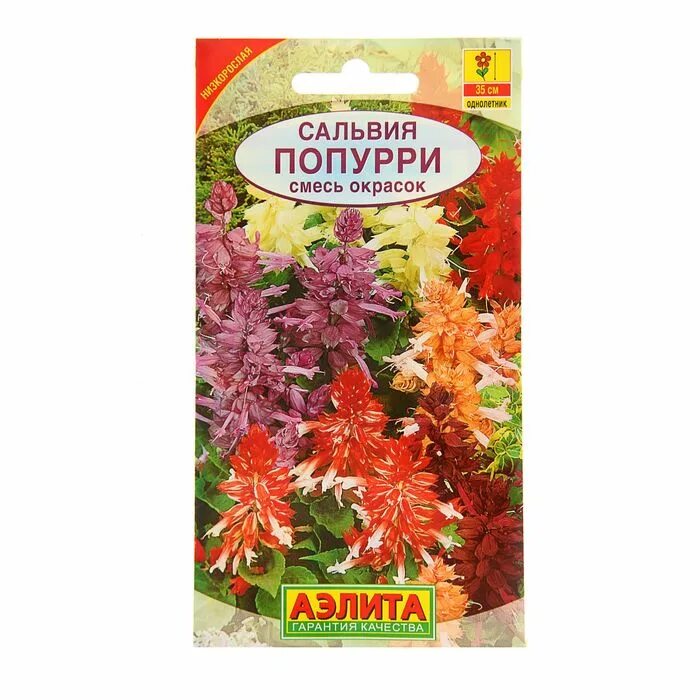 Сальвия английский маяк семена аэлита. Семена сальвии цветов. Семена сальвии цветов. Сальвия кембридж семена. Сальвия супербиссима.