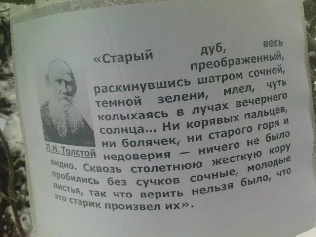 Старый дуб преображенный раскинувшись. Старый дуб весь преображенный отрывок. старый дуб раскинувшись шатром. старый дуб весь преображенный раскинувшись шатром сочной темной.
