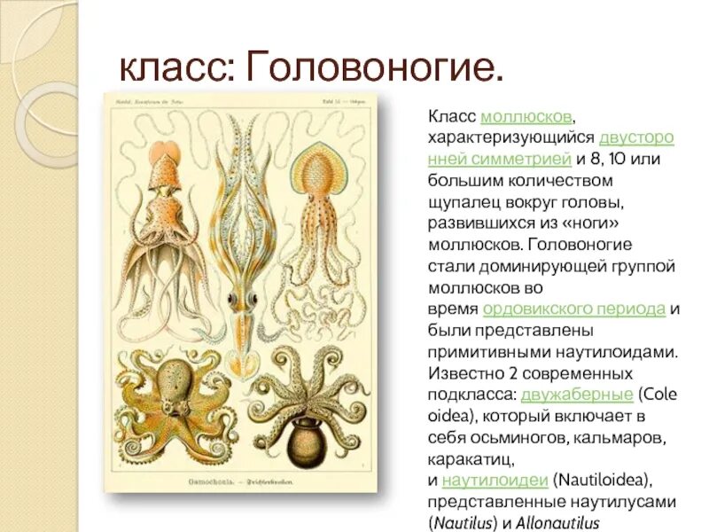 Класс головоногие симметрия. Головоногие общая характеристика. класс головоногие моллюски. представители головоногих моллюсков. головоногие моллюски характеристика.