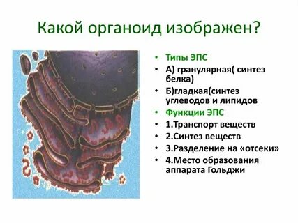 В каких клетках происходит биосинтез