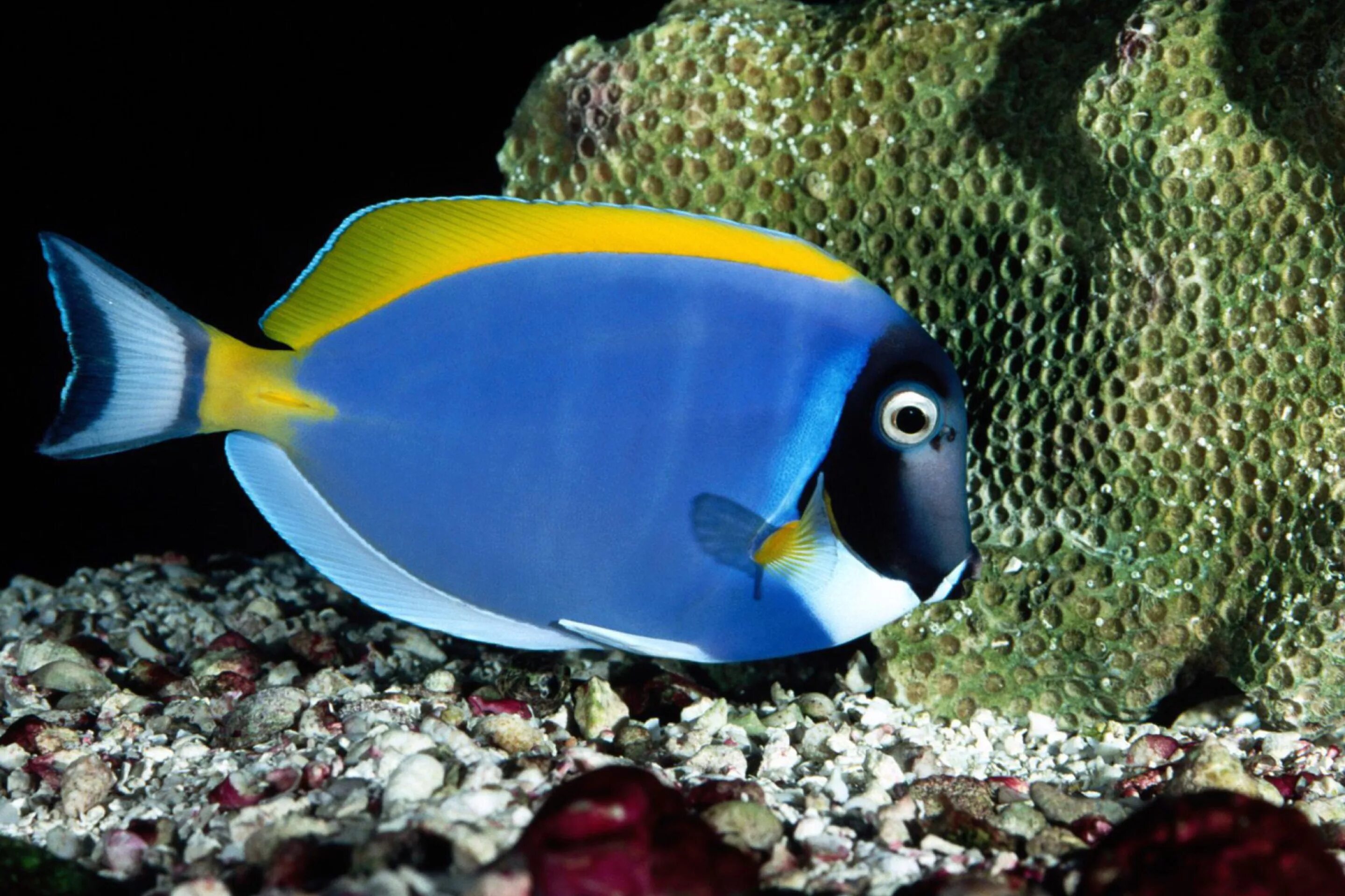 Acanthurus leucosternon хирург белогрудый. Рыба Королевский спинорог. Хирург голубой (белогрудый), s /Acanthurus leucosternon (5-6 см). Хепатус Королевский.