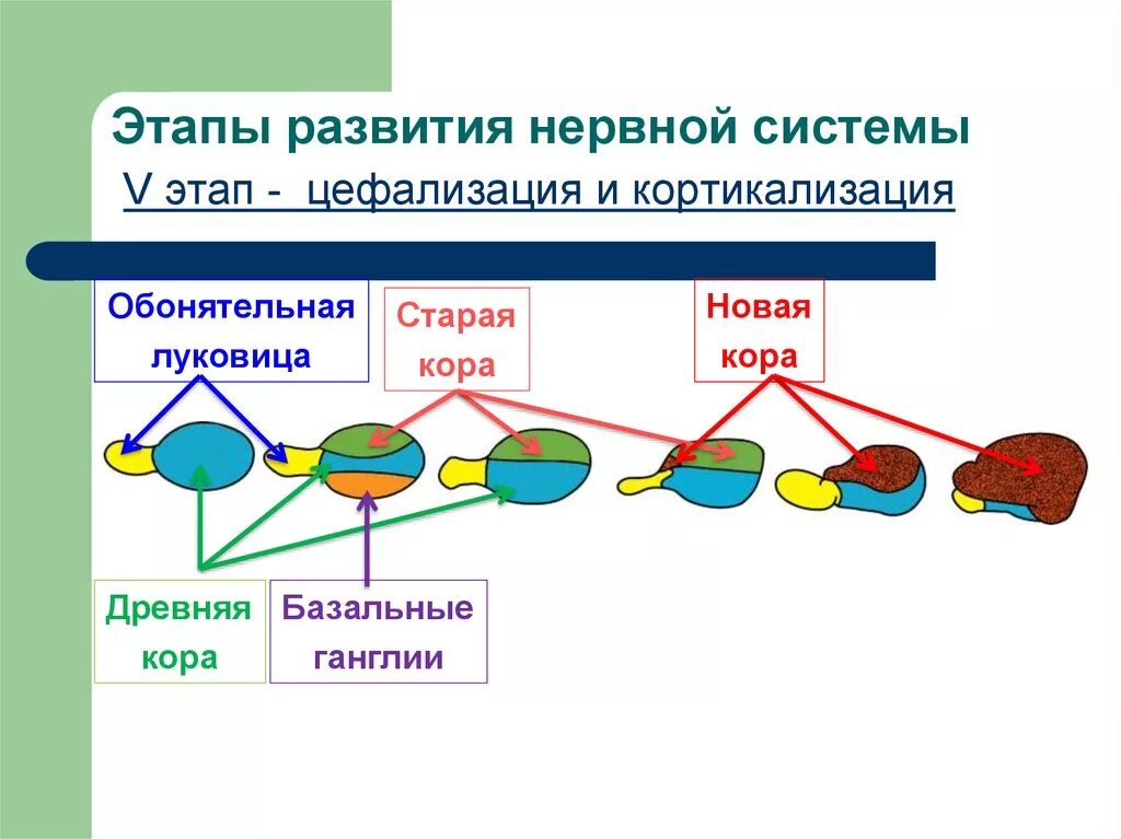 Филогенез нервной. Основные этапы онтогенеза нервной системы схема. Эволюция нервной системы этапы развития нервной системы. Этапы онтогенеза нервной системы человека таблица. Онтогенез нервной системы.