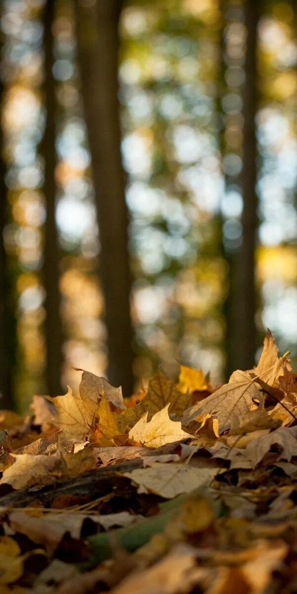 Легкий шелест листьев. Лес листья. Шорох листьев. Осень земля. Шелест листьев.