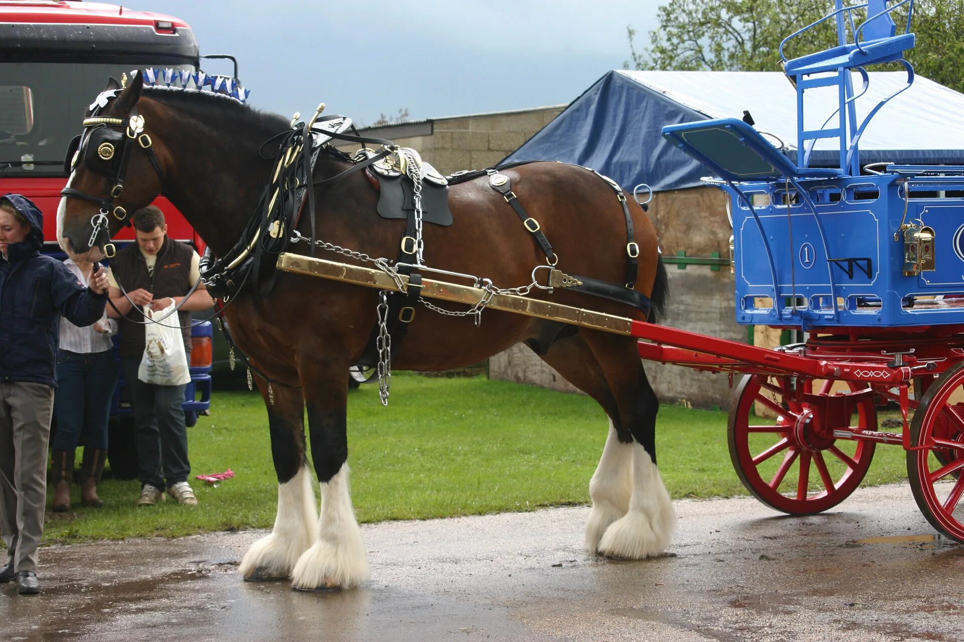 Heavy horses