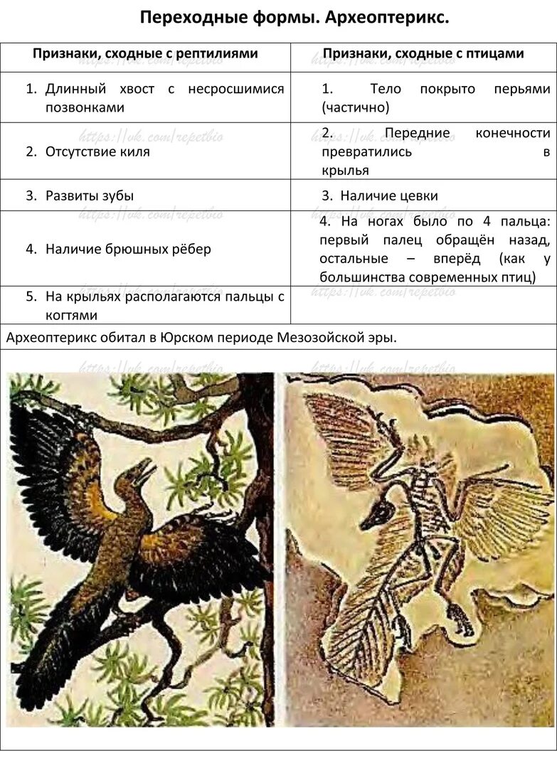 Признаки рептилий и птиц. Археоптерикс переходная форма. Археоптерикс рептилии и птицы таблица. Археоптерикс промежуточная форма. Археоптерикс переходная форма между пресмыкающимися и птицами.