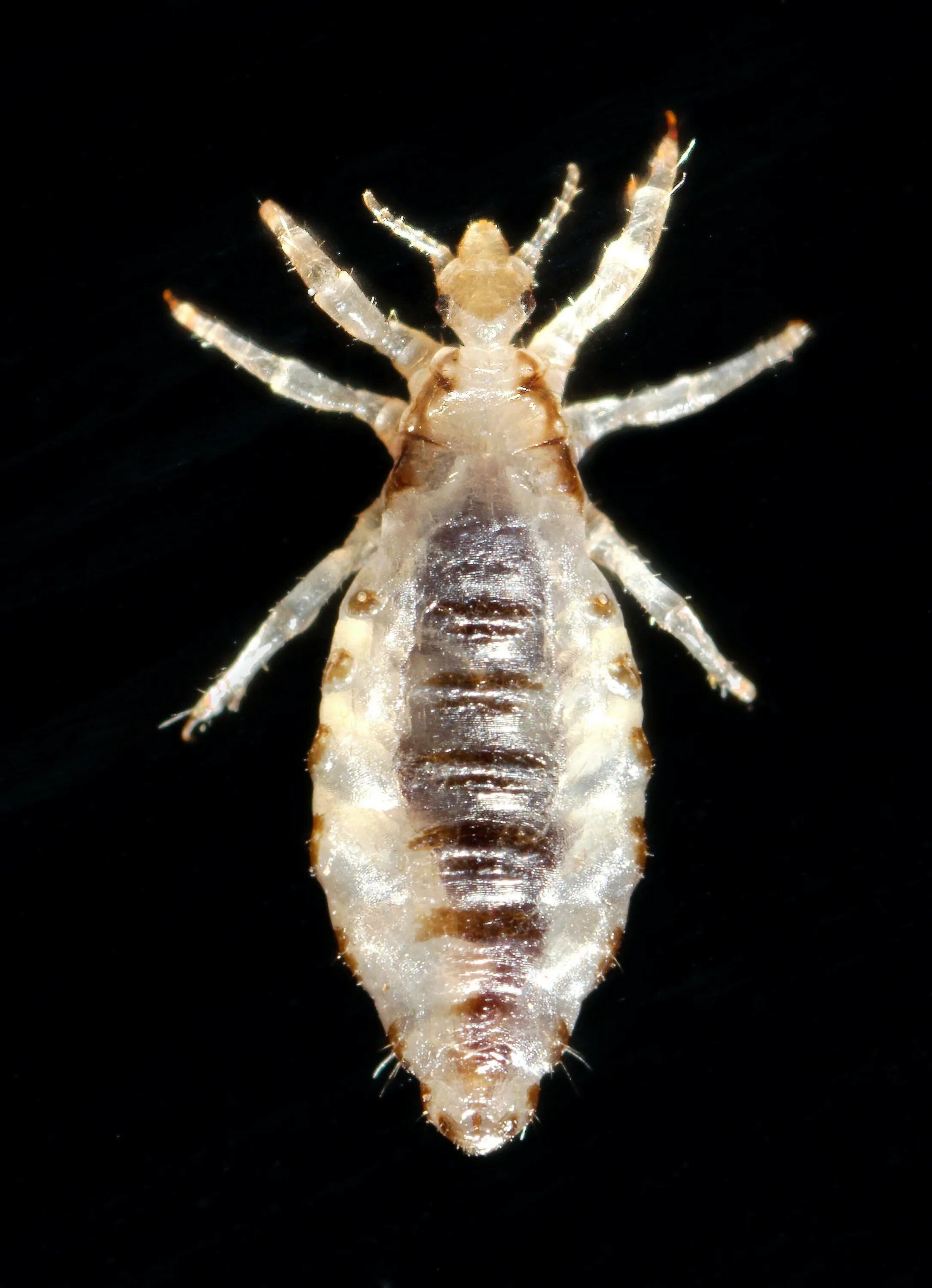 Слоновая вошь. Платяная вошь Pediculus humanus. Платяная вошь (Pediculus humanus corporis).