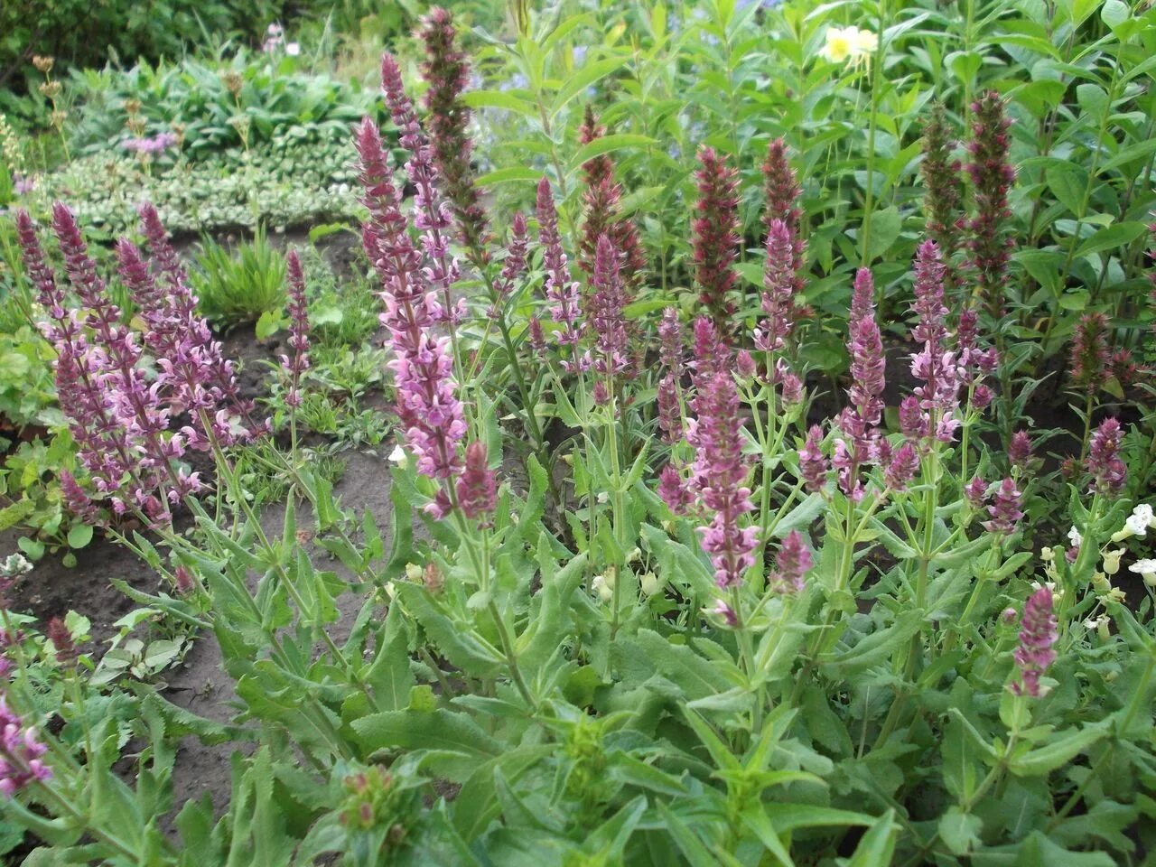 Шалфей дубравный роуз квин. Шалфей роуз квин. Сальвия роуз квин. Шалфей дубравный аметист. Сальвия роуз квин.