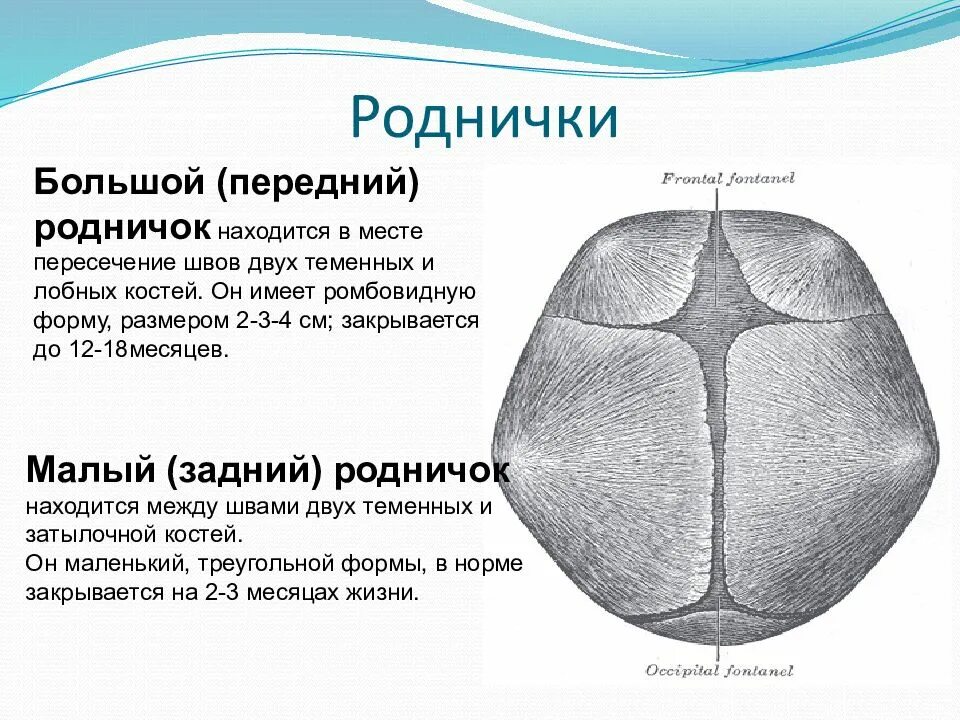 Состояние родничка. Роднички черепа новорожденного. Роднички черепа анатомия. Роднички у новорожденных Размеры норма. Родничок у новорожденных норма в 2 месяца на грудном.