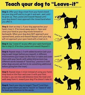 Where is your dog