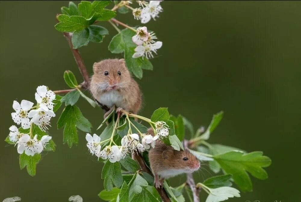 Мыши весной