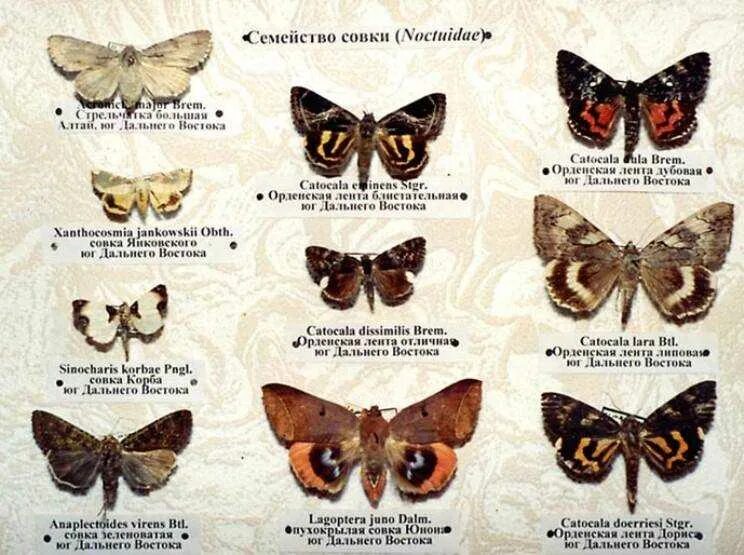 Какие имена бабочек. Название бабочек. Бабочки разновидности с названиями. Совка бабочка. Распространенные виды бабочек.