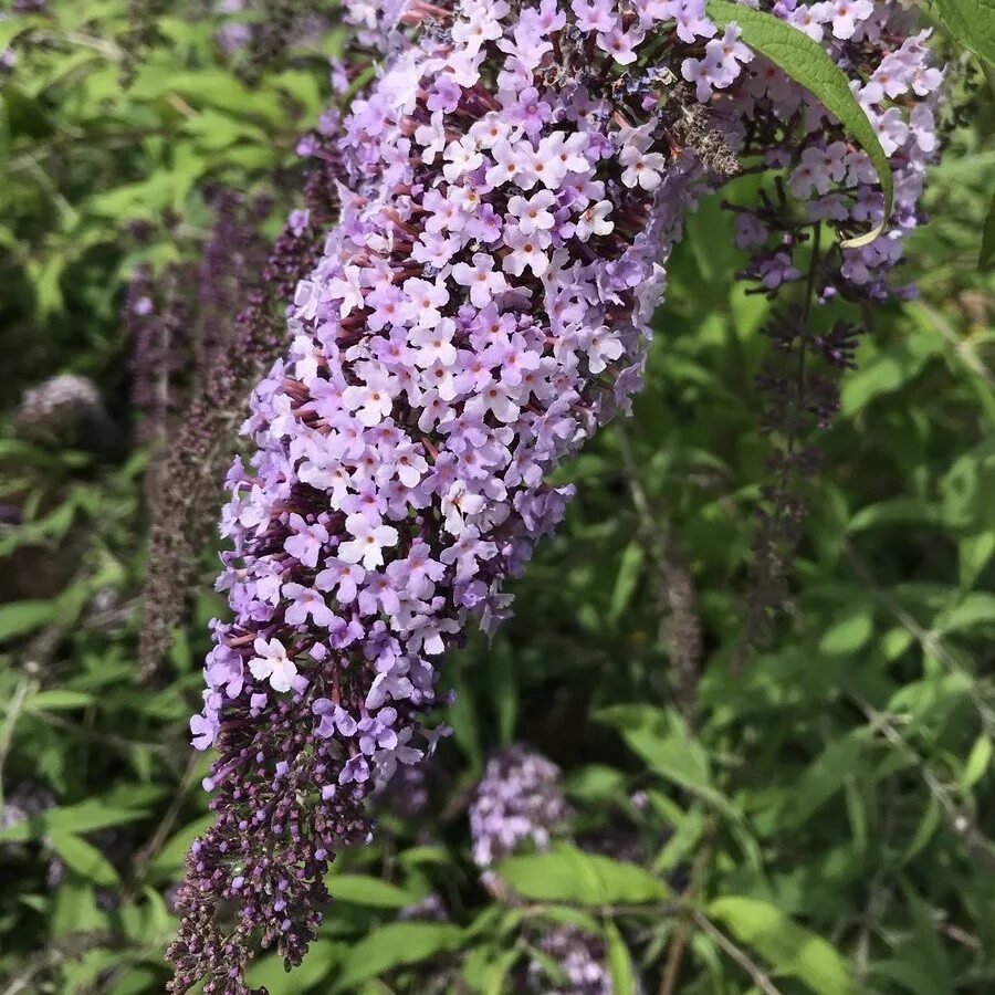 Буддлея саженцы. Буддлея Давида "Wisteria Lane". Буддлея Давида Buddleja davidii. Буддлея Давида Вистерия Лэйн. Сирень Буддлея Давида.