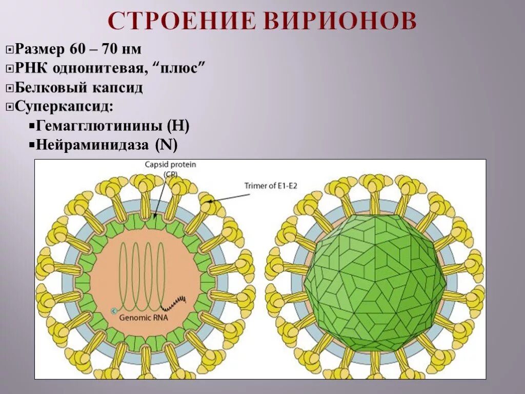 Белковый капсид. Вирион капсид. Структура капсида вириона. Капсид и суперкапсид. Капсид вируса гриппа.