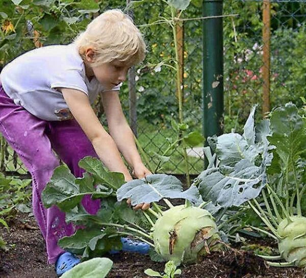 Когда сажать кольраби. Капуста кольраби. Кольраби посадка. Кольраби на грядке. Капуста кольраби посадка.