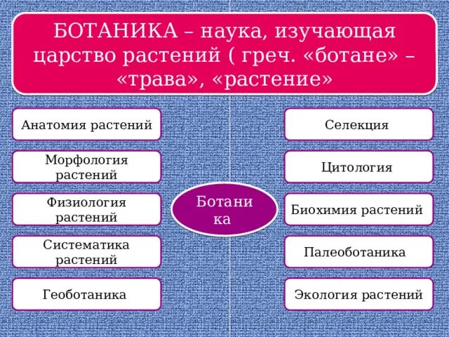 Какая ботаническая наука изучает испарение. Ботаника наука изучающая царство растений. Науки изучающие царства. Какая наука изучает царство растений. Анатомия растений это наука изучающая.