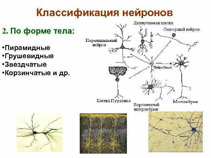 Группы нервных клеток