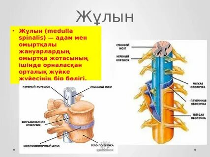 Мен қызметі