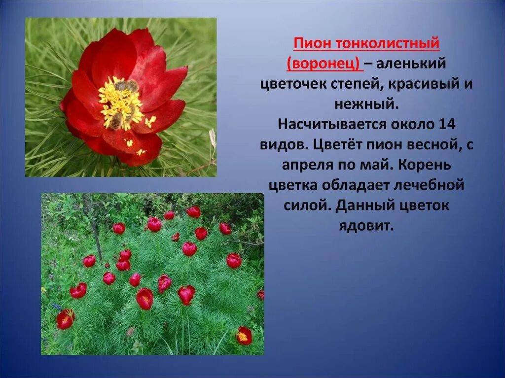 Пион тонколистный фото и описание. Аленький цветочек пион тонколистный. пион тонколистный красная книга. краснокнижные растения крыма пион тонколистный. пион тонколистный красная книга россии.