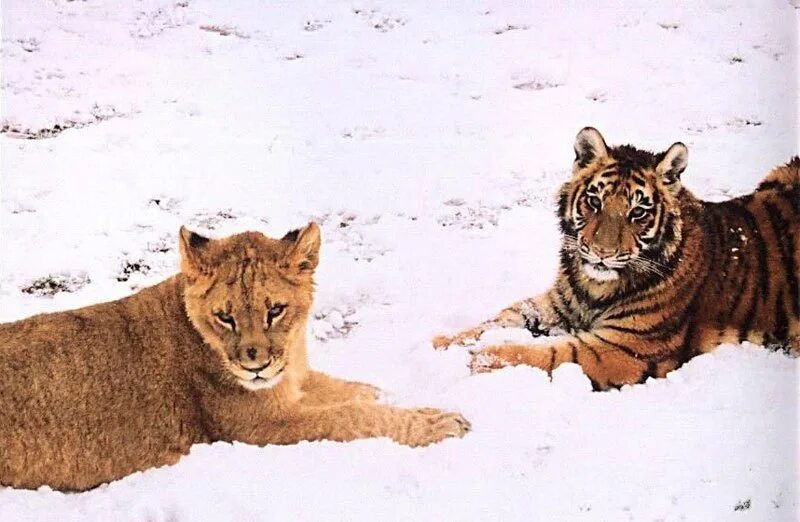 Тигр лев и медведь. Медведь балу, Лев Лео и тигр Шер-Хан. Дружба тигра и Льва. Лео и тигр Лев. Лео и тигр фото.