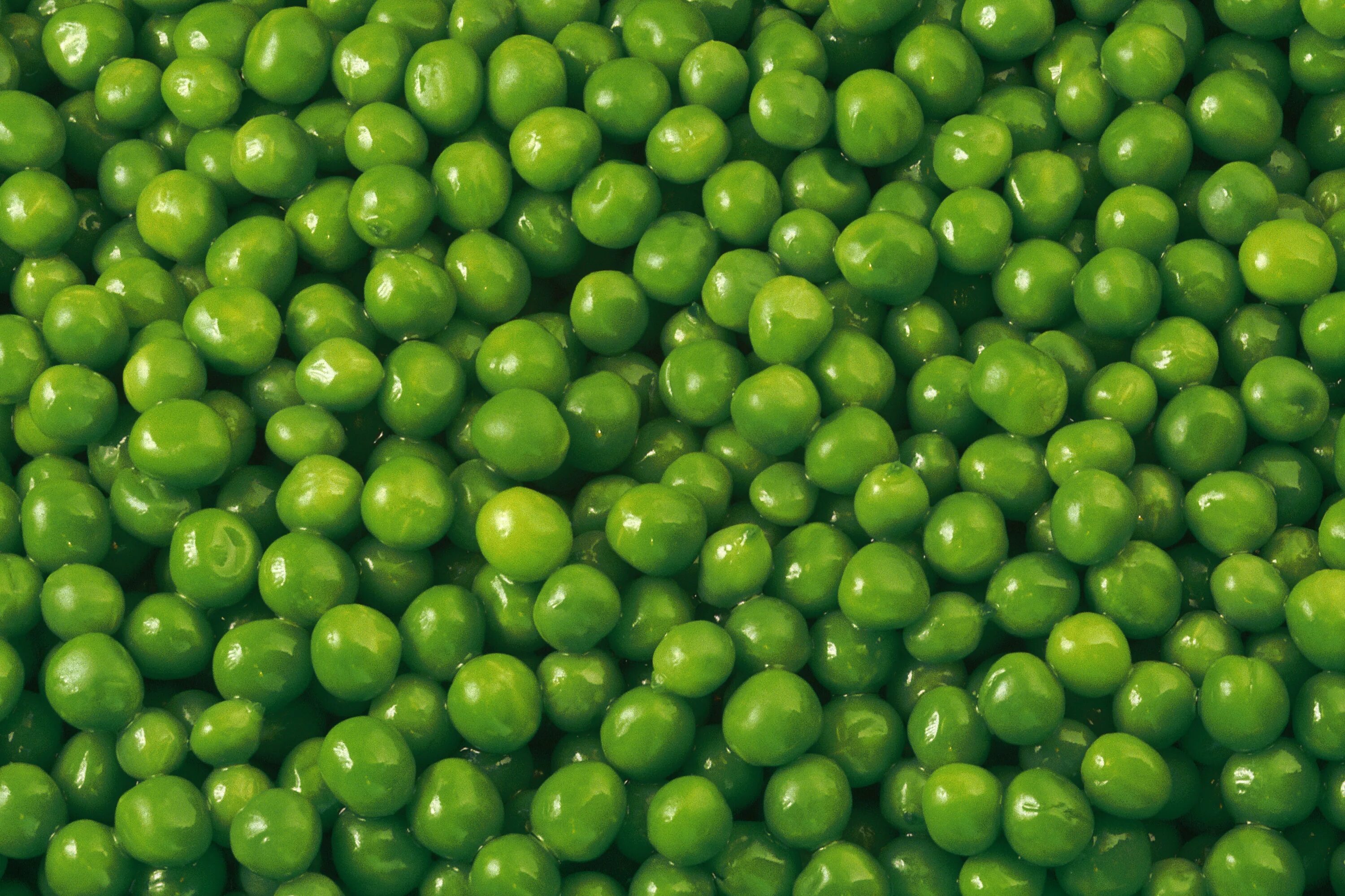 Green Peas горошек. Горох садовый. Горох с васаби. Горох зеленый виды.