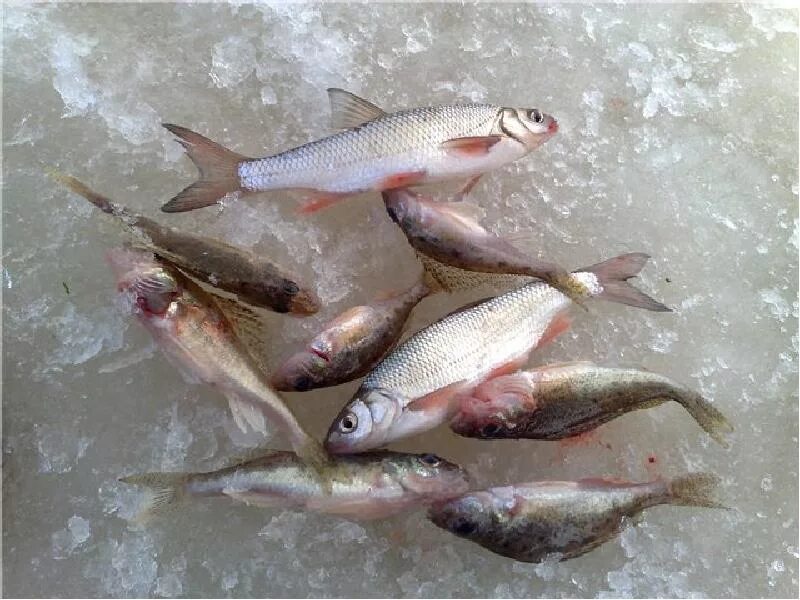 Рыба реки оби. Рыбы реки Обь. Мелкая рыба в Оби. Речные рыбы Оби.
