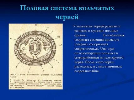 Кольчатые половая система