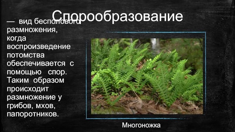 Способы размножения папоротников спорами. Спорообразование папоротника. Спорообразование размножение. Спорообразование папоротника Тип размножения. Спорообразование у мхов.