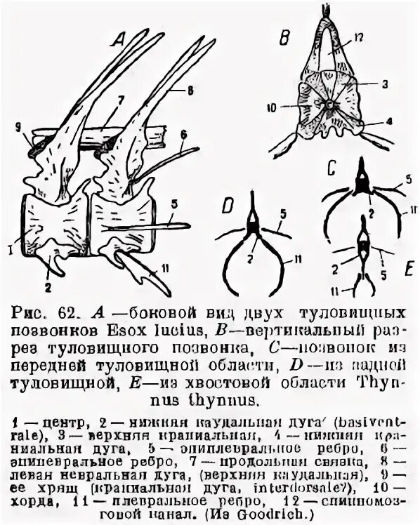 Туловищный и хвостовой позвонки. Туловищный позвонок хрящевой рыбы. поперечный разрез позвонков акулы. туловищные и хвостовые позвонки рыб. фронтальный вид туловищного позвонка.