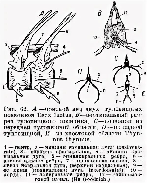 Туловищный позвонок хрящевой рыбы. Поперечный разрез позвонков акулы. Туловищные и хвостовые позвонки рыб. Фронтальный вид туловищного позвонка.