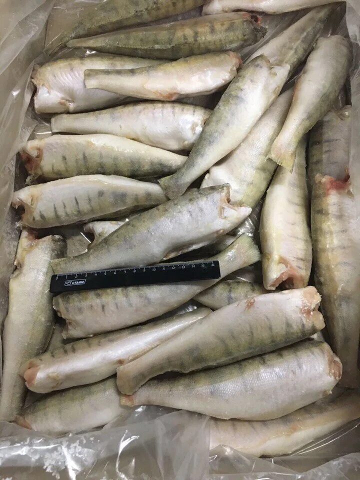 1-2. Судак тушка. Судак 2 кг. Судак охлажденный. Толстолобик рыба.