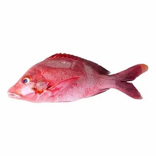 Тушка морского окуня