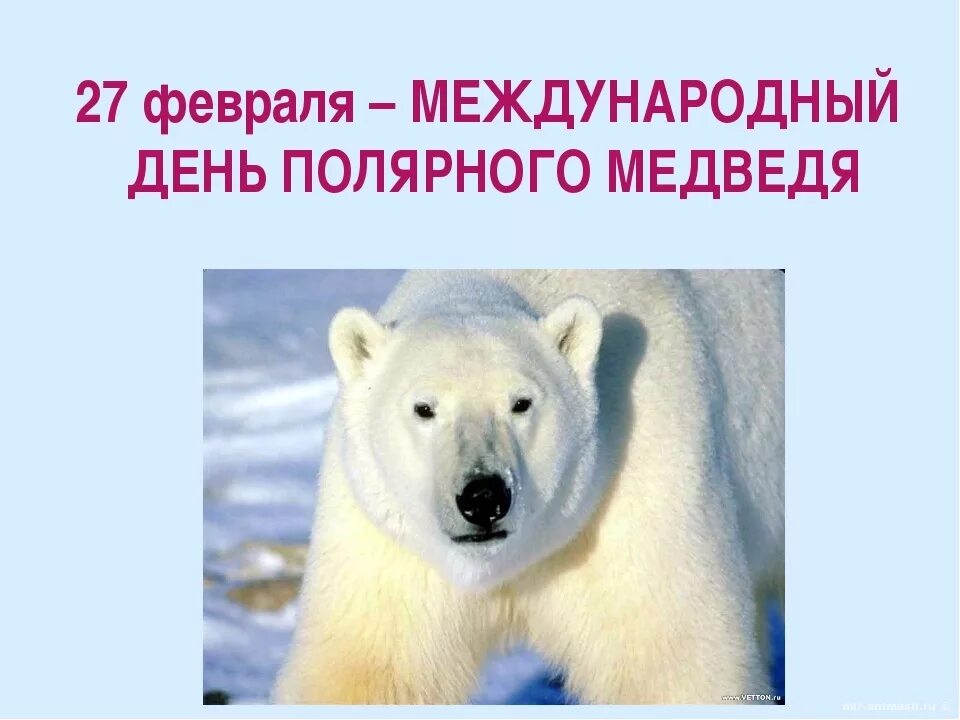 27 февраля праздники в мире. 27 Февраля Международный день белого медведя. День полярного медведя. 27 Февраля день полярного медведя. День белого полярного медведя 27 февраля.