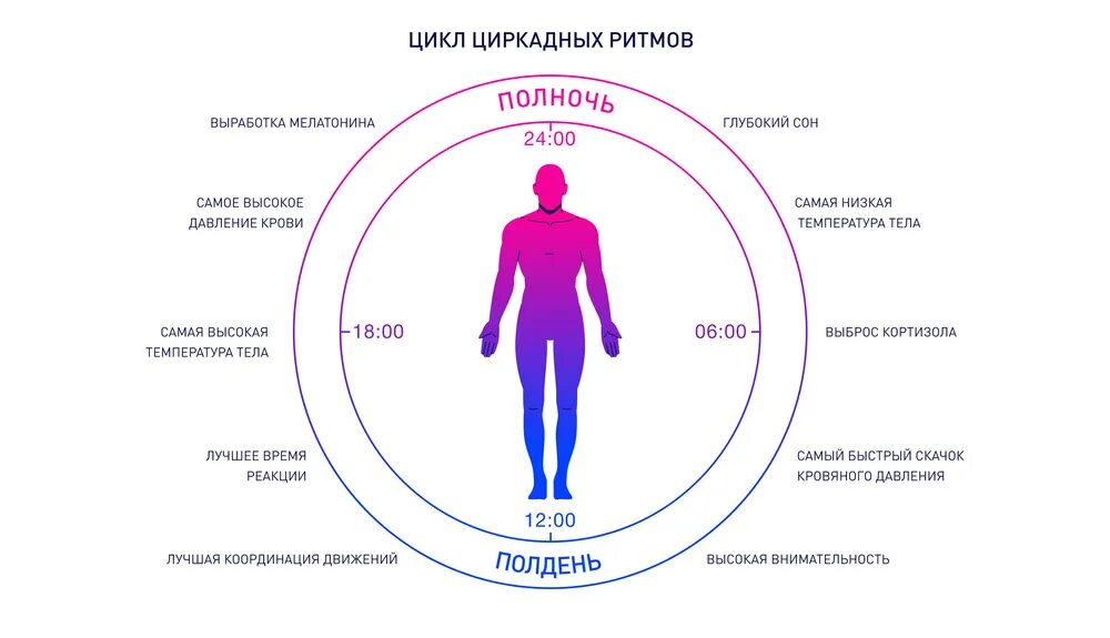 Биологически 5 часы. Циркадные биоритмы человека. Циркадный ритм биологические циклы. Сон биоритмы циркадные ритмы. Суточные ритмы организма.