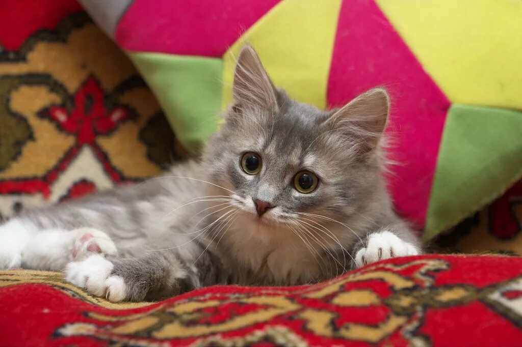 3 5 месяцев котенку. Котенок 5 месяцев. Котенок 5 месяцев. 3 5 месяцев котенку. Коты в 5 месяцев.