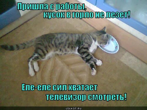 Кусок в горло не лезет значение. Кусок в горло не идёт значение фразеологизма. кусок в горло не лезет фразеологизм. коты и селедка под шубой смешное.