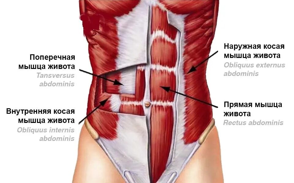Сильно болят мышцы живота. Сильно болят мышцы живота